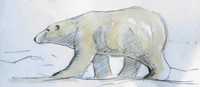 polar bear
